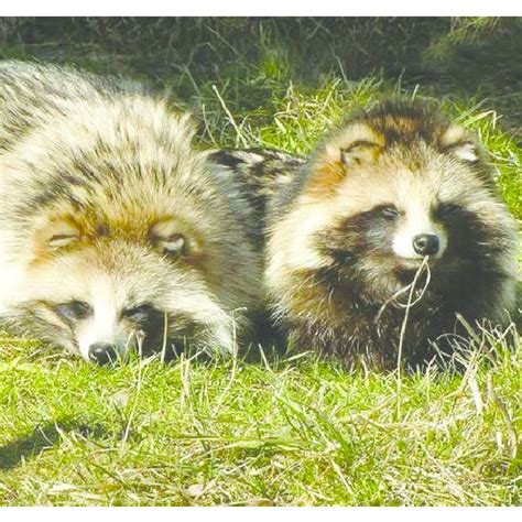 Raccoon Dogs Are An Indigenous Canid Species Found In Eastern Asian