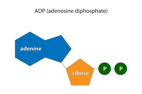 Premium Vector Adenosine Diphosphate Adp Adenosine Pyrophosphate App