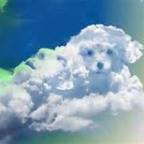 Nubes Con Forma De Perro La Prueba De Que Nuestros Peludos Van Al Cielo