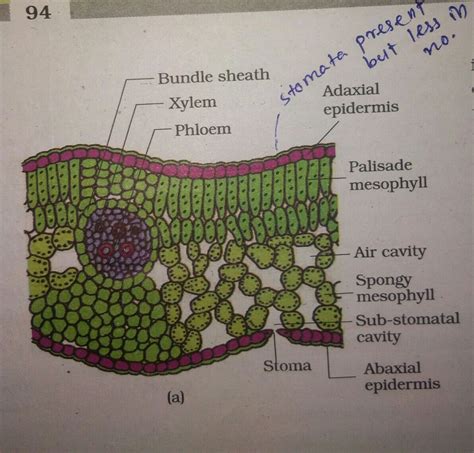 Dicot Leaf Structure