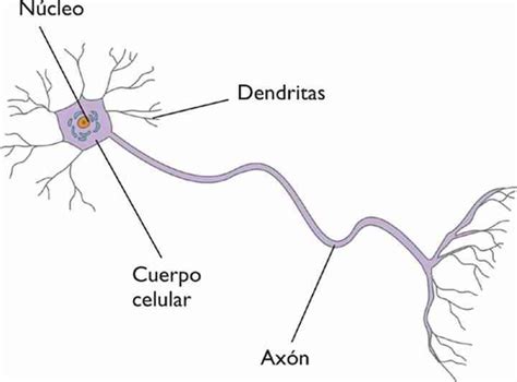 Partes De La Neurona