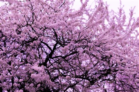 Fotos Gratis árbol Rama Pétalo Florecer Primavera Produce Flora