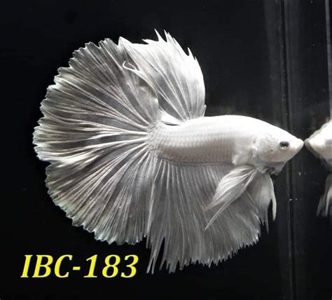 White Halfmoon Betta For Sale Ibc183 Betta Fish For Sale