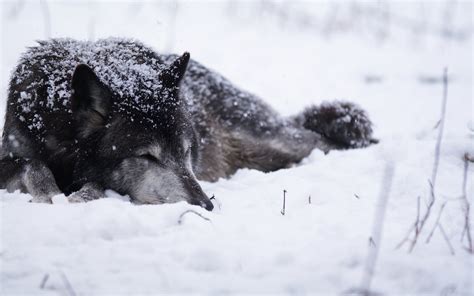 Black Wolf Lying On Snow Hd Wallpaper Wallpaper Flare