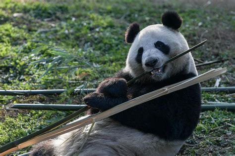 Chinas Giant Pandas Leave For Finland
