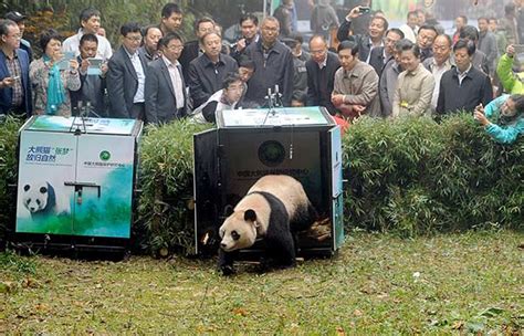 Captive Female Pandas Released Into The Wild China Cn
