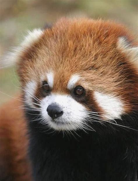 Baby Red Panda Facts Leonor Dowell