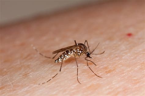 Mosquitoes Species In Virginia Peepsburghcom