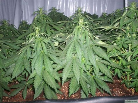 Afghani Gold Strain Spliff Seeds Cannapedia