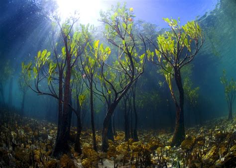 Underwater Forest Wallpapers Top Free Underwater Forest Backgrounds