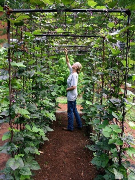 40 Diy Homemade Structures To Plant Vines Trellis Arbor Pergola