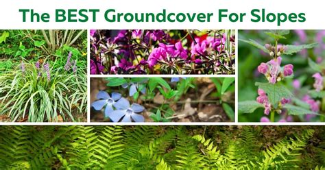 The Best Groundcover For Slopes The Gardener Info