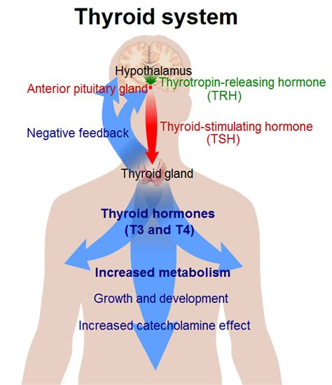 158c Action Of Thyroid Hormones Medicine Libretexts