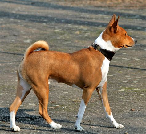 Basenji Vigilant Hunting Dog Breeds Best Puppys