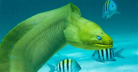 Moray Eels Thrive On Coral Reefs Near To Persons Fiu Information