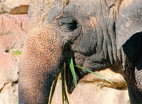 Elephant Eating Stock Image Image Of Meal Chewing Trunk 21454669