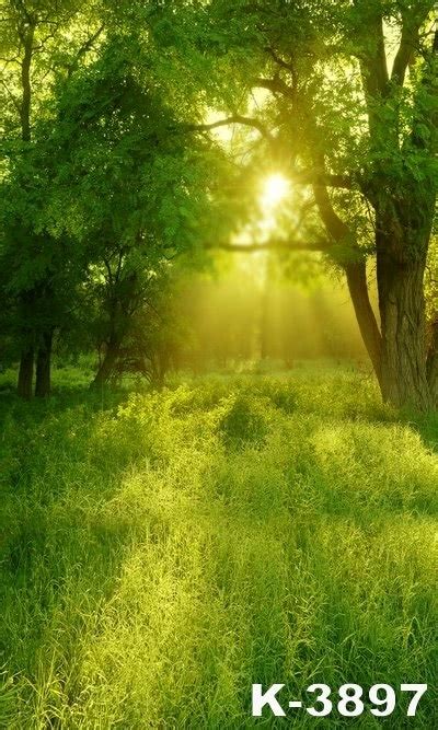 Spring Green Meadow Sunshine Through Trees Rustic Backdrops For Photography