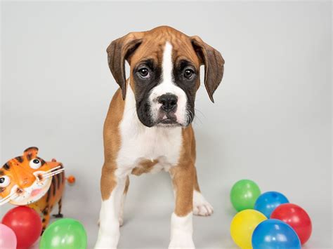 We raise akc registered boxers, according to the breed standard. Petland Florida has Boxer puppies for sale! Interested in finding out more about this breed ...