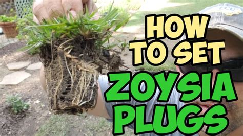 How To Set Zoysia Plugs Youtube