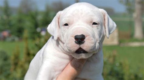 Dogo Argentino Price Temperament Life Span