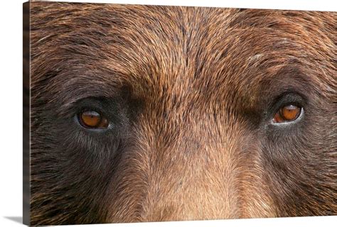 Close Up Of A Female Brown Bears Face At The Alaska Wildlife