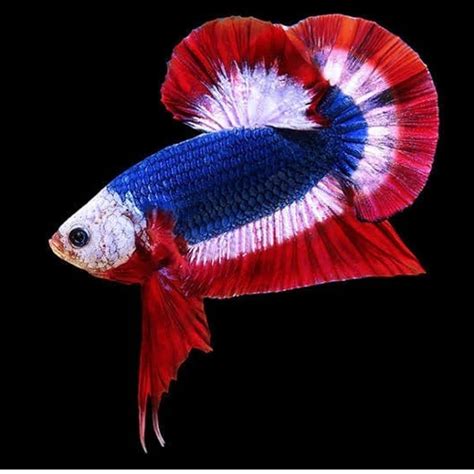 Cupang Hmpk Multicolor Betta Fish