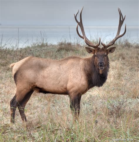 Bull Elk Images Ashalatylorimages