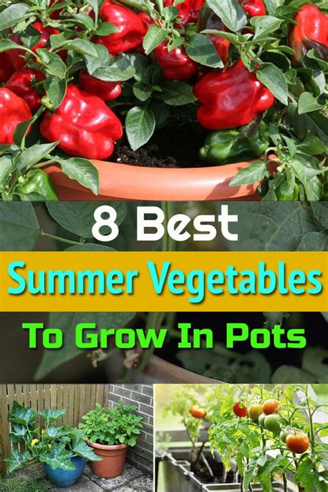 In addition to that, you will have an attractive and tidy garden. 8 Best Summer Vegetables to Grow in Pots | Growing ...