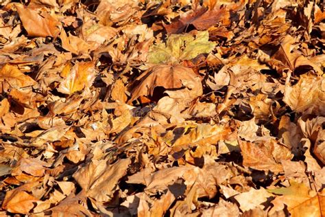 Colorful And Brown Autumn Leaves Texture Material And Background