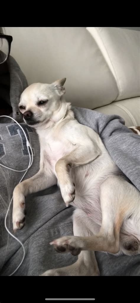 Seizure Like Symptoms Happening To My Chihuahua Dog Forum