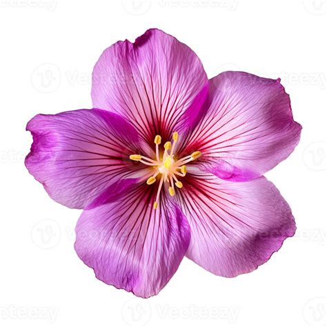 Ai Généré Violet Fleur Isolé Sur Une Transparent Contexte 35913360 Png