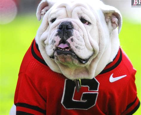 The Many Reasons Why Bulldogs Make Great School Mascots Bullifieds Blog