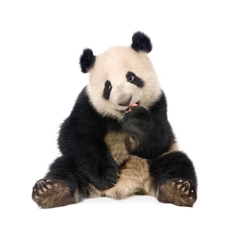 Panda Gigante Melanoleuca Di Ailuropoda Su Un Bianco Isolato Foto