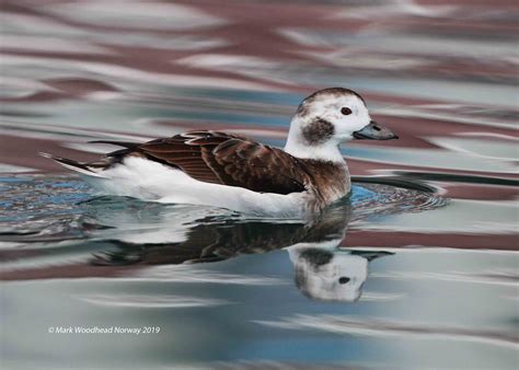 Long Tailed Duck By Mark Woodhead Birdguides