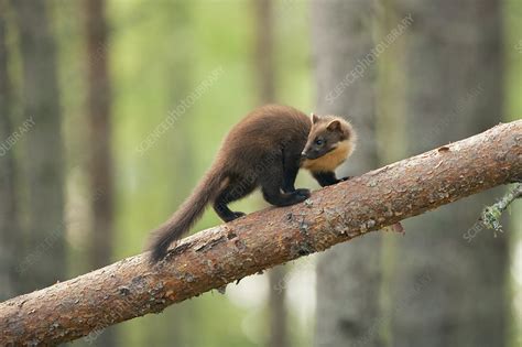 Pine Marten Month Kit Walking Along Branch Stock Image C0413893