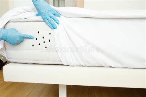 Bed Bugs Dust Mites Disinfector Shows Insects On The Mattress In The