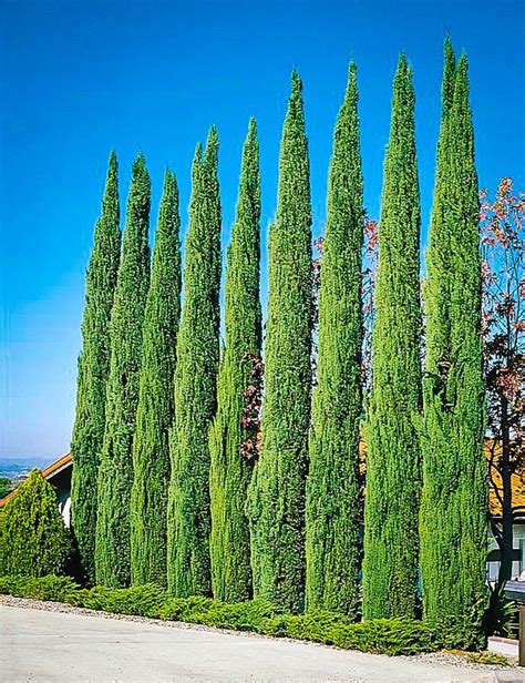 Italian Cypress Tree For Privacy