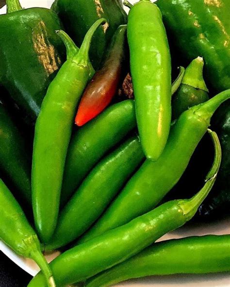 Apprenez Cultiver Des Piments Serrano Dans Des Pots Toujours Avoir