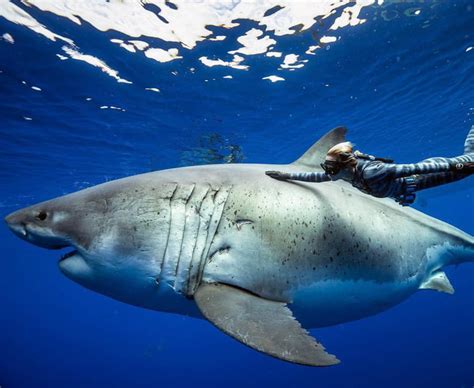 Photographs Of What S Believed To Be The Largest Great White Shark Ever Recorded In History