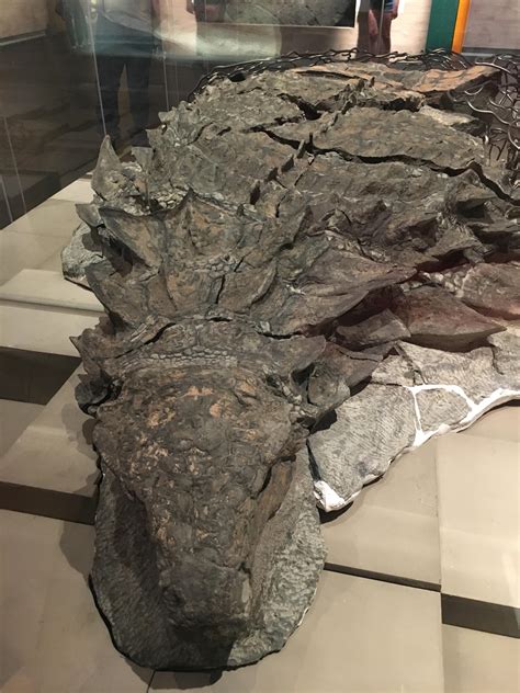 The Newest Dinosaur Discovery From The Tyrell Museum In Drumheller