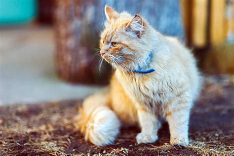 Very Angry Ginger Cat Stock Photos Pictures And Royalty Free Images Istock
