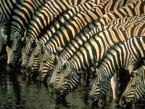 Zebra Facts Animal Facts Encyclopedia