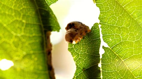 Silkworm Caterpillar Eating Leaf At Green Stock Footage Sbv 319327378