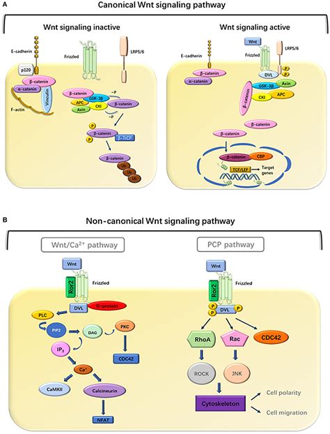 Frontiers Roles Of The Wnt Signaling Pathway In Head And Neck