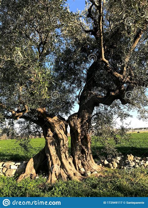 Secular Olive Trees In Puglia Stock Image Image Of Aged Nature