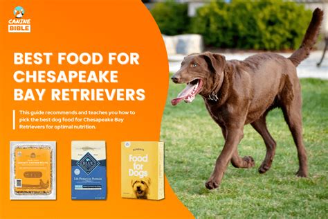 15 Best Dog Food For Chesapeake Bay Retrievers For Every Need