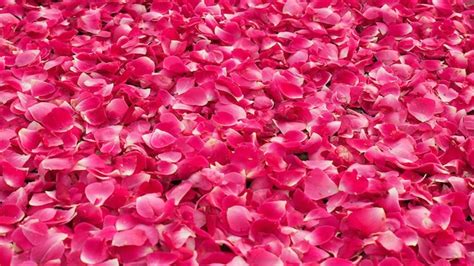 Pink Flower Petal Rose Background 368