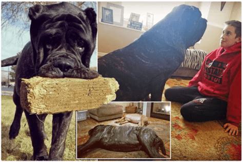 Meet The Worlds Biggest Puppy Who Is Six Foot Tall Photos