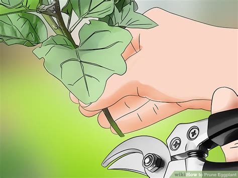How To Prune Eggplant 10 Steps With Pictures Wikihow