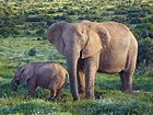 File:African Bush Elephants.jpg - Wikimedia Commons